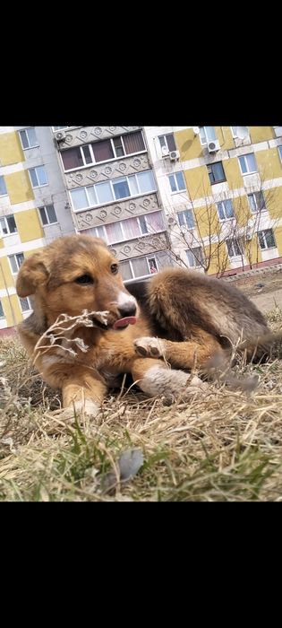 Девочка - красавица,умняшка,обояшка!!!