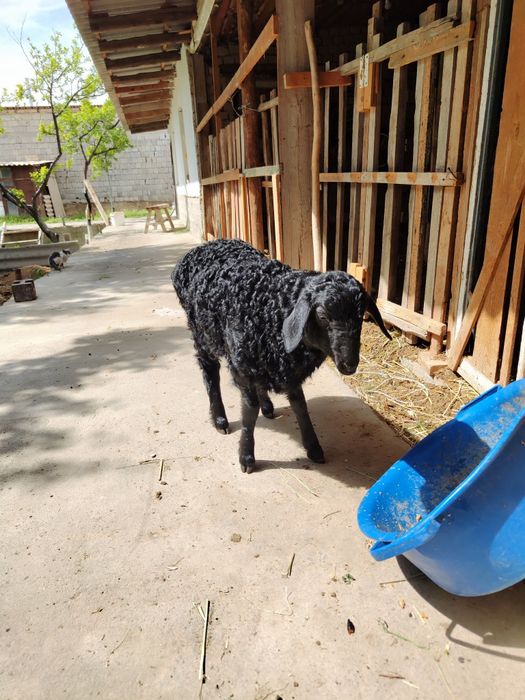 1 Қозылы қой сатылады