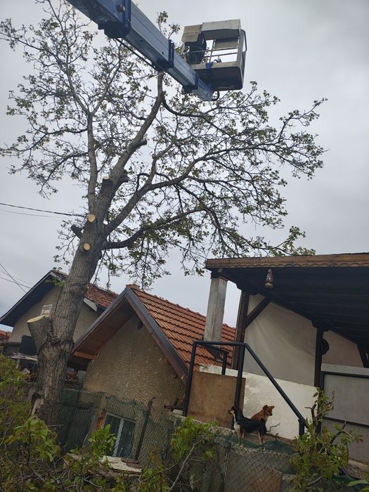 Кастрене и рязане на дървета с автовишка