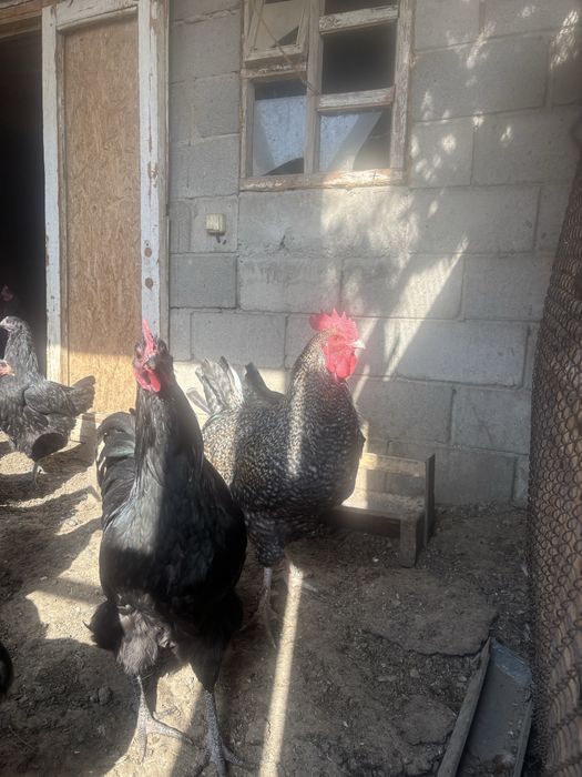 Продам молодого петуха