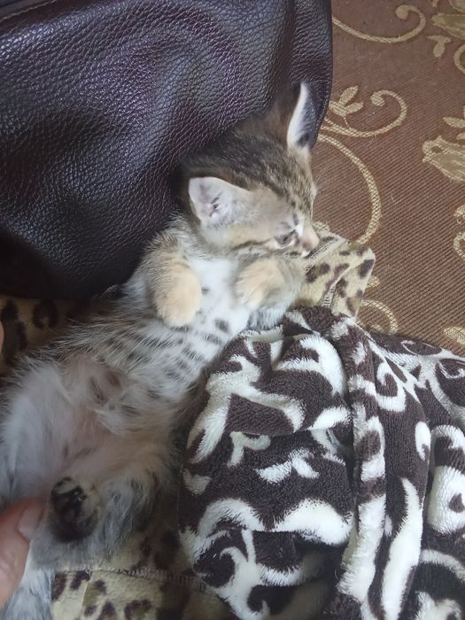 Отдам котят в добрые руки