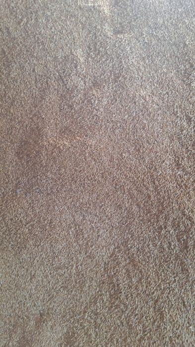 Vând ovăz bulgăresc