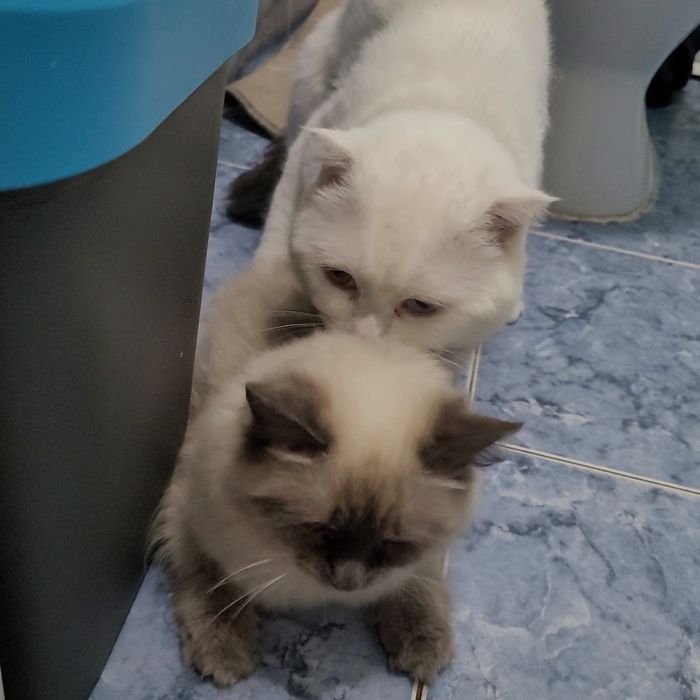 Вязка кот шотландский вислоухий