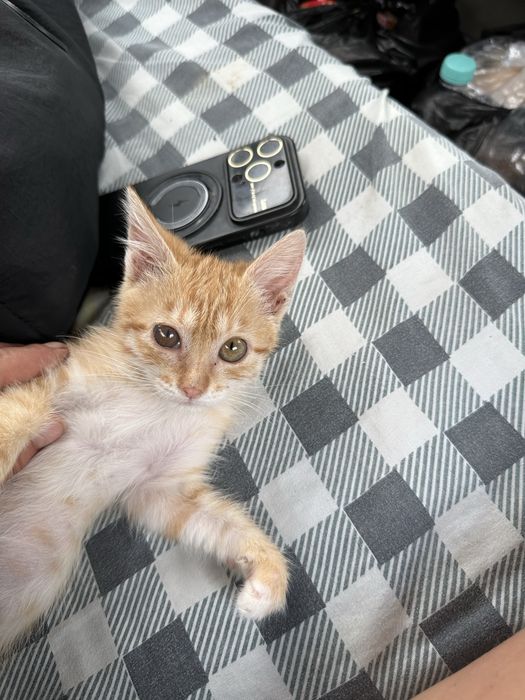 Отдам котят в хорошие руки