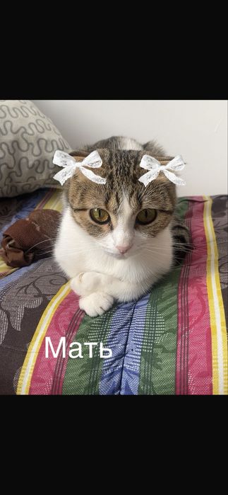Отдам котиков в добрые руки!
