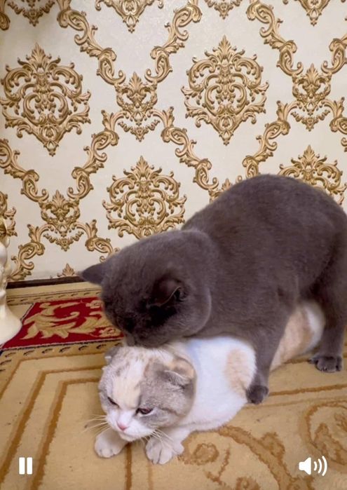 ВЯЗКА Привозной Кот!