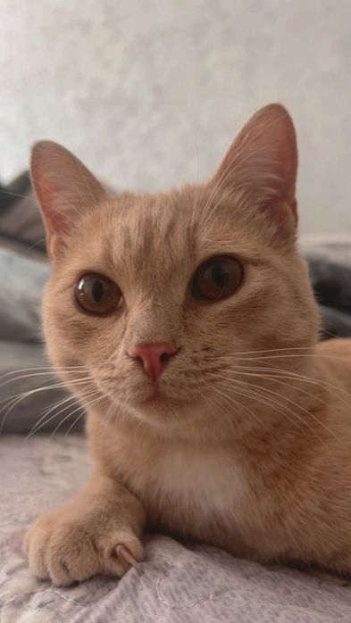 Отдам котёнка в исключительно добрые руки
