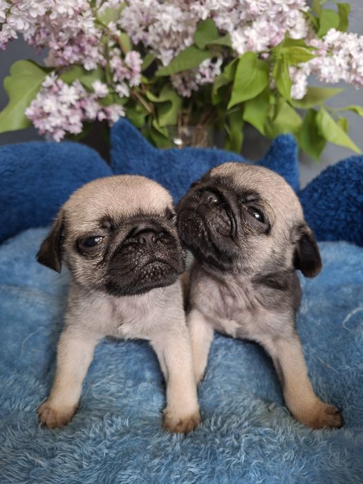 Продаю  щенков  мопсят