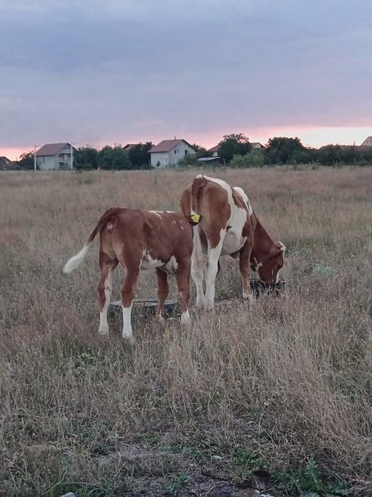 Vând o vacă și trei vițele și un taur
