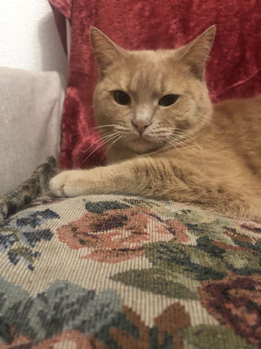 предоставляю услуги зооняни