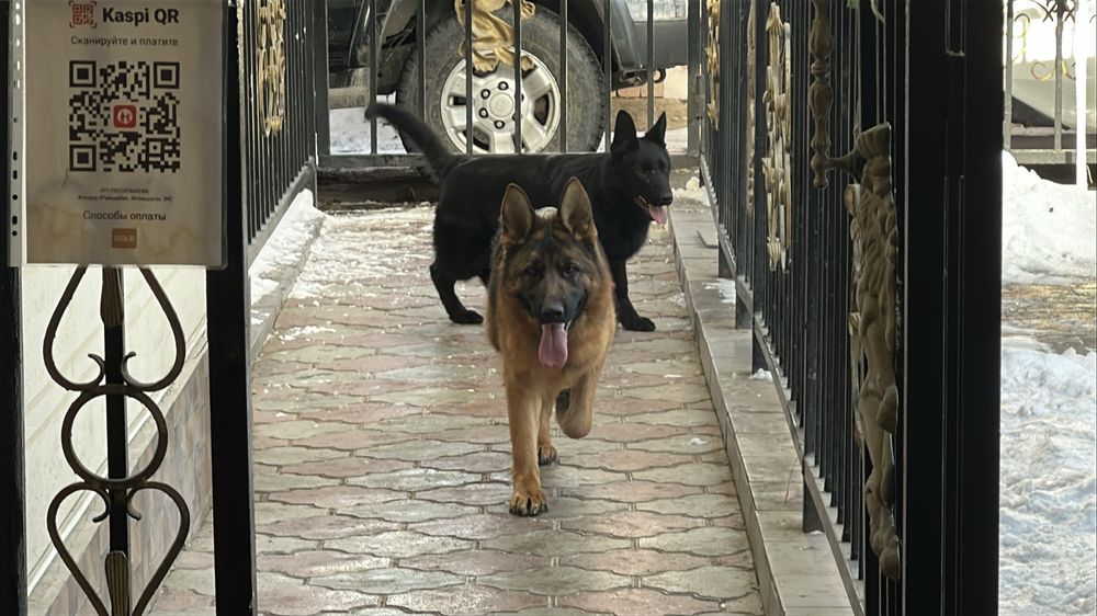 Чёрная немецкая овчарка