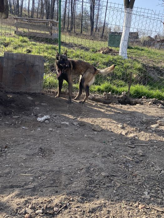 Vand femela Belgian Malinois