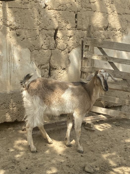 Сауынды ешкі сатылады