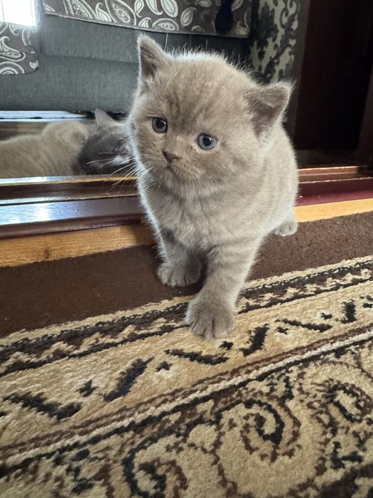 Продается котенок скоттиш страйт девочка