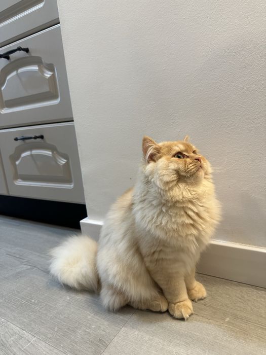 Motan british shorthair