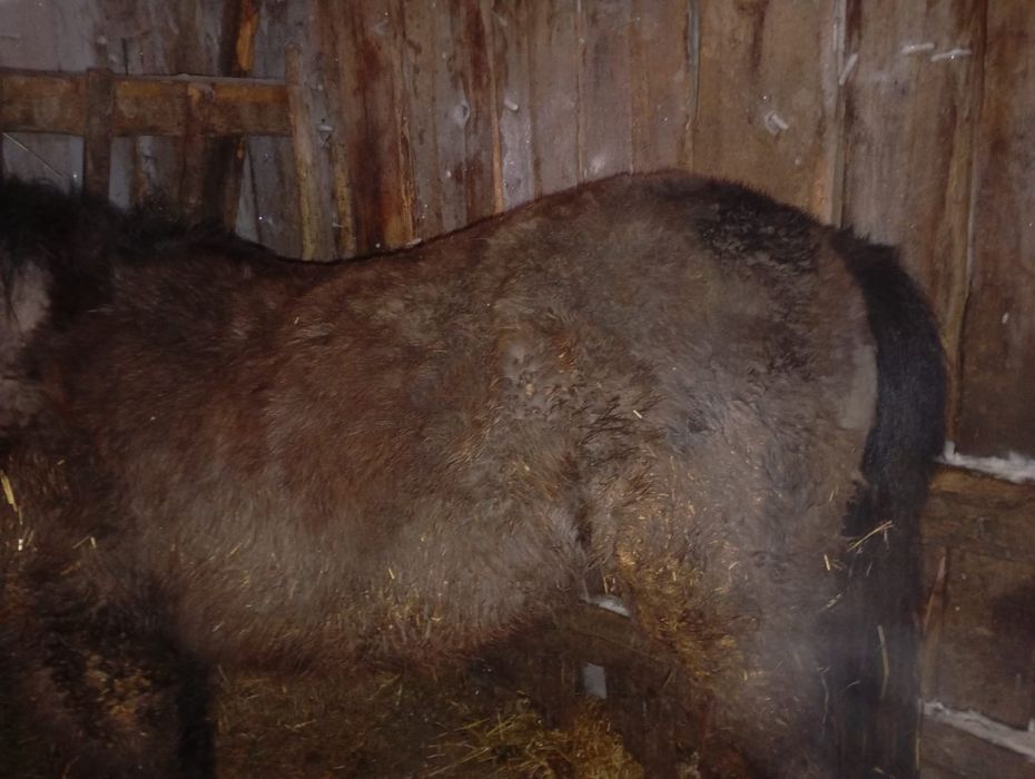 Продам тай с откорма