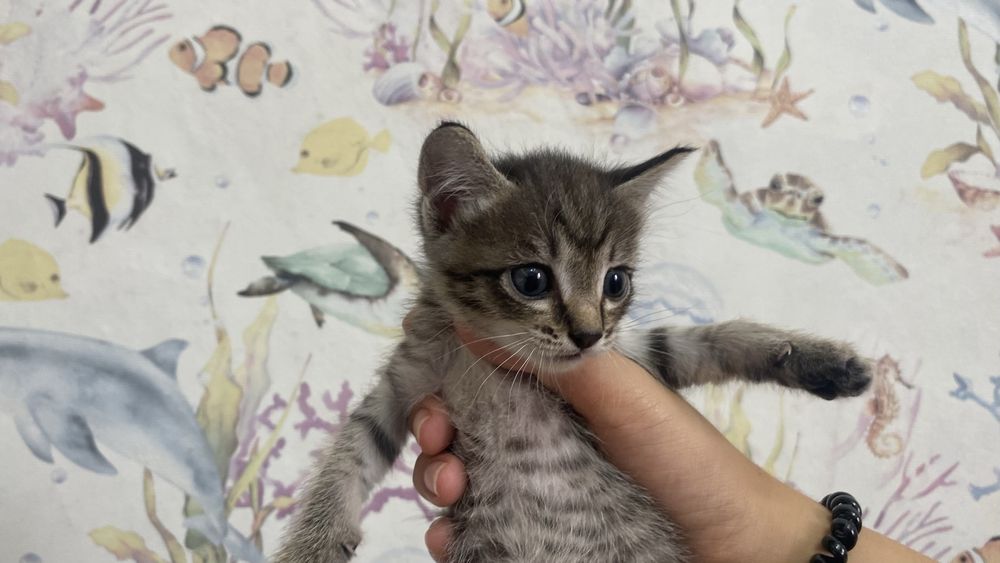 Черный котик срочно ищет дом( девочка)