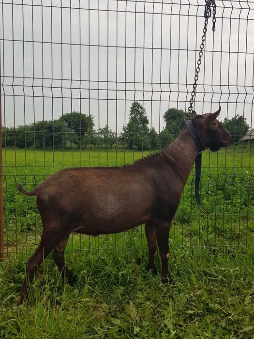 Murciano Granadina mascul de 2 ani, genetică de Excepție!