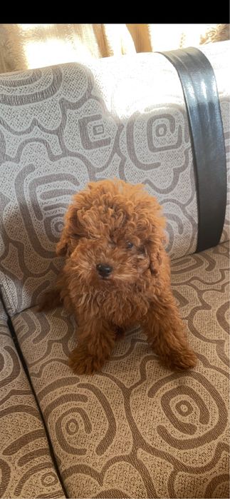 Мини Той пудел женско