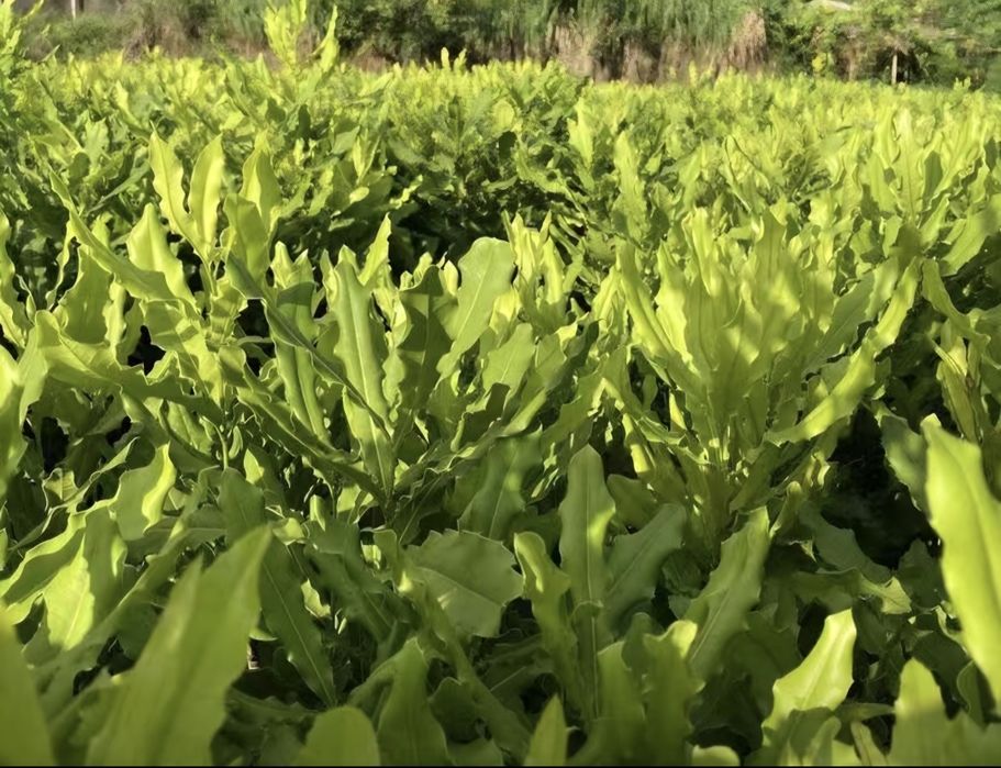 Саженцы ореха макадами