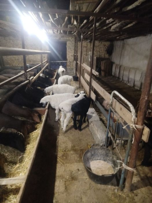 Она бола куйлар СОТИЛАДИ