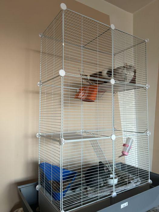 Chincile sinsile varsta 7 luni