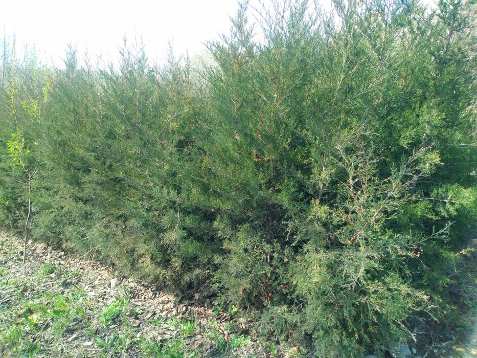 Туя. Можовелник зелёный забор учун