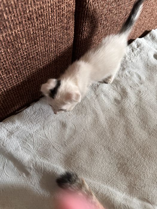 Котята 1.5 месяца девочка