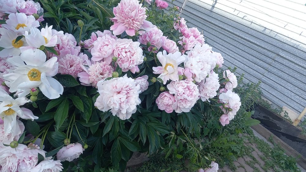 Продам пионы корень.