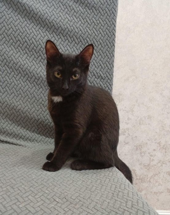 Котенок 4мес мальчик