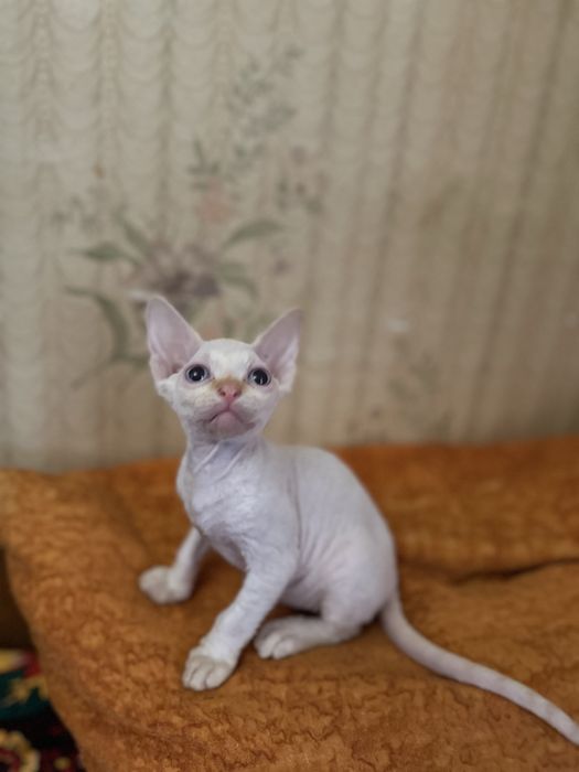 Продаются котята сфинксы