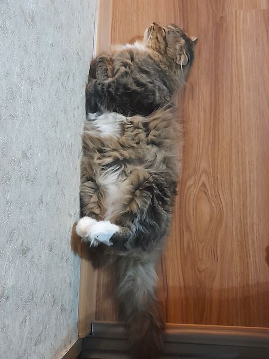 Отдам кошку в хорошие руки