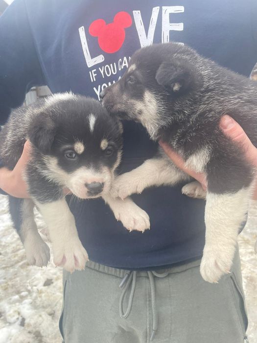 Donez căței talie medie