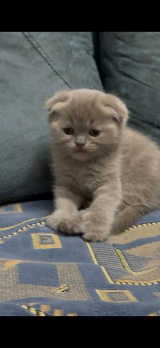 Фолд котенко мальчик 1,5 мес