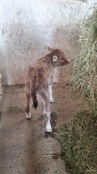 Продаётся телёнок