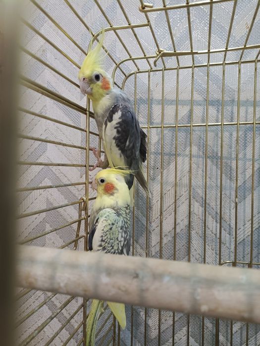 Домашние птицы отдадим в добрые руки