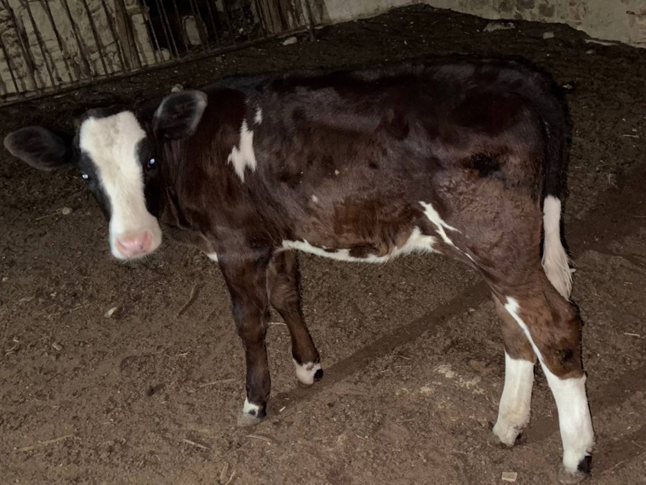 Kelly Trump ni onlayn tomosha qiling