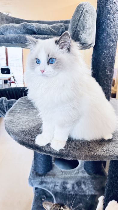 Регдол котенце търси своето семейство!