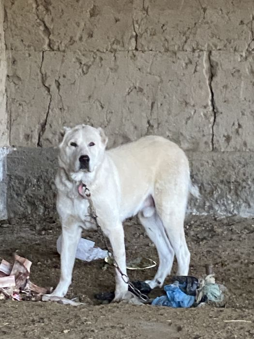 Srochna sotiladi yaxshi zotdor it hali yosh yaxshi boqilgan zòr it