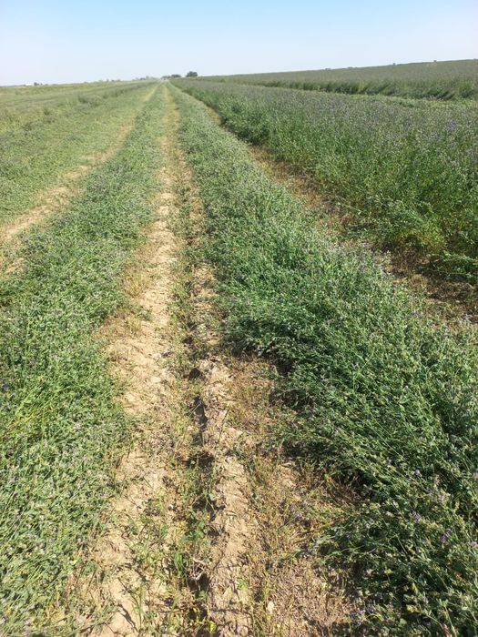 Семена люцерны !