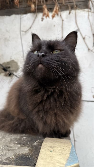 Ищу стрых или новых хозяев