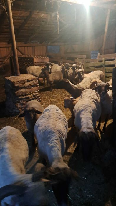 Oi de vanzare ‼️‼️