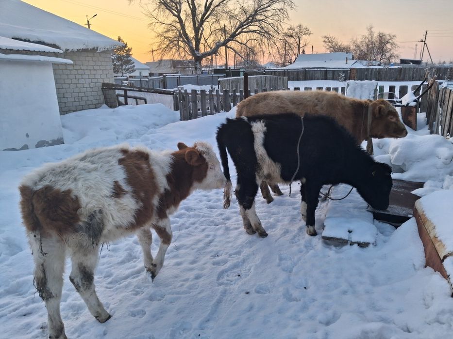 Бычки и телечка продам за 980