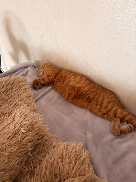 Кошка рыжая,игривая