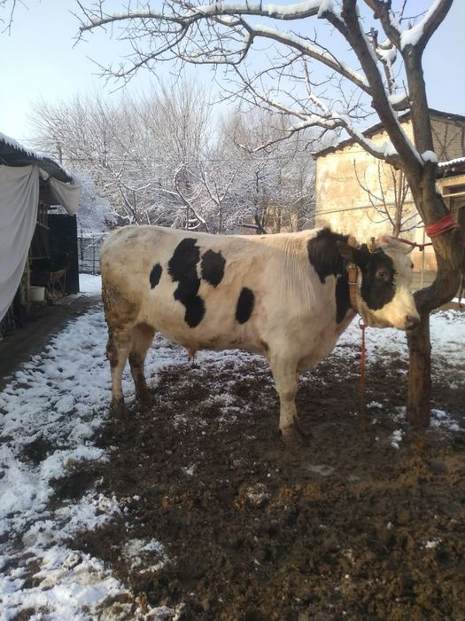 Buqalar sotiladi sifat zor