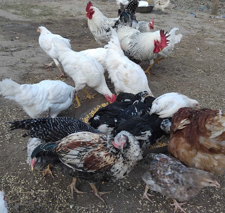 Свободни селски пилета на 2  и 3 месеца град гоце делчев само шарените без белите 0886922554