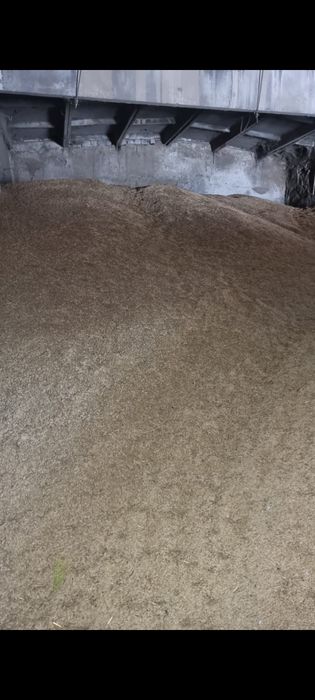 Продам  Овёс сорт Стиплер