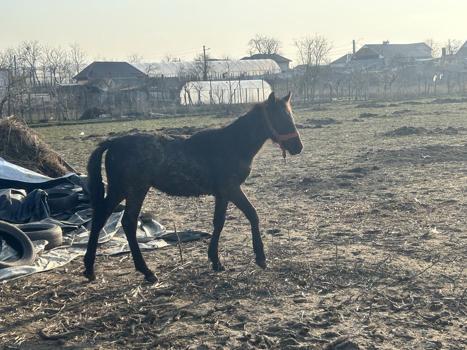 Mânz de vânzare 8 luni