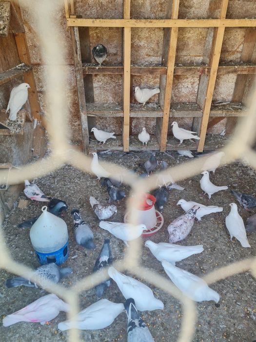 Vând porumbei voiajori diverse culori