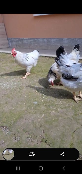 Русский Адлер сотилади